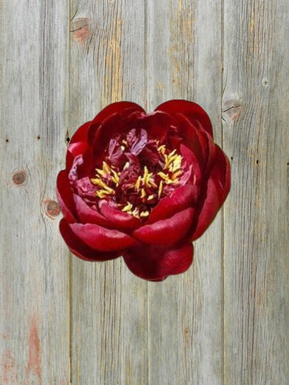 BURGUNDY PEONIES